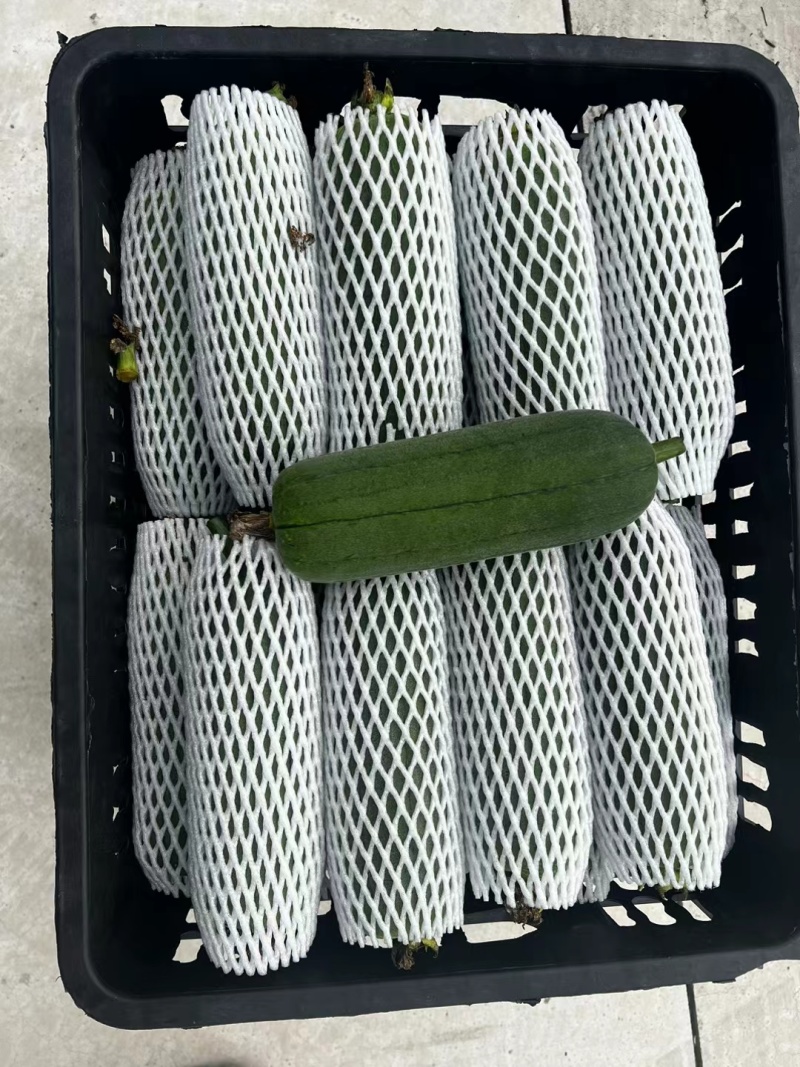 丝瓜