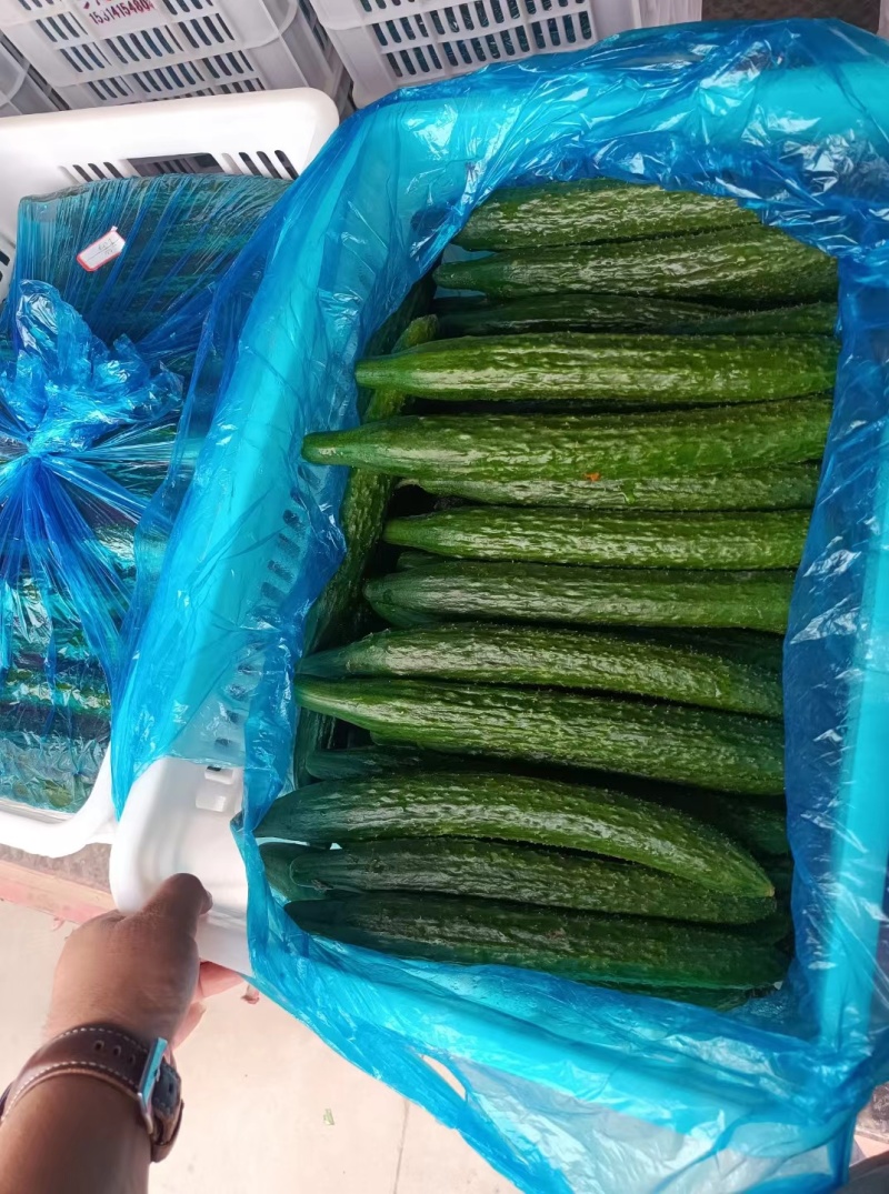【密刺黄瓜】精品河北黄瓜物美价廉对接全国商超批发