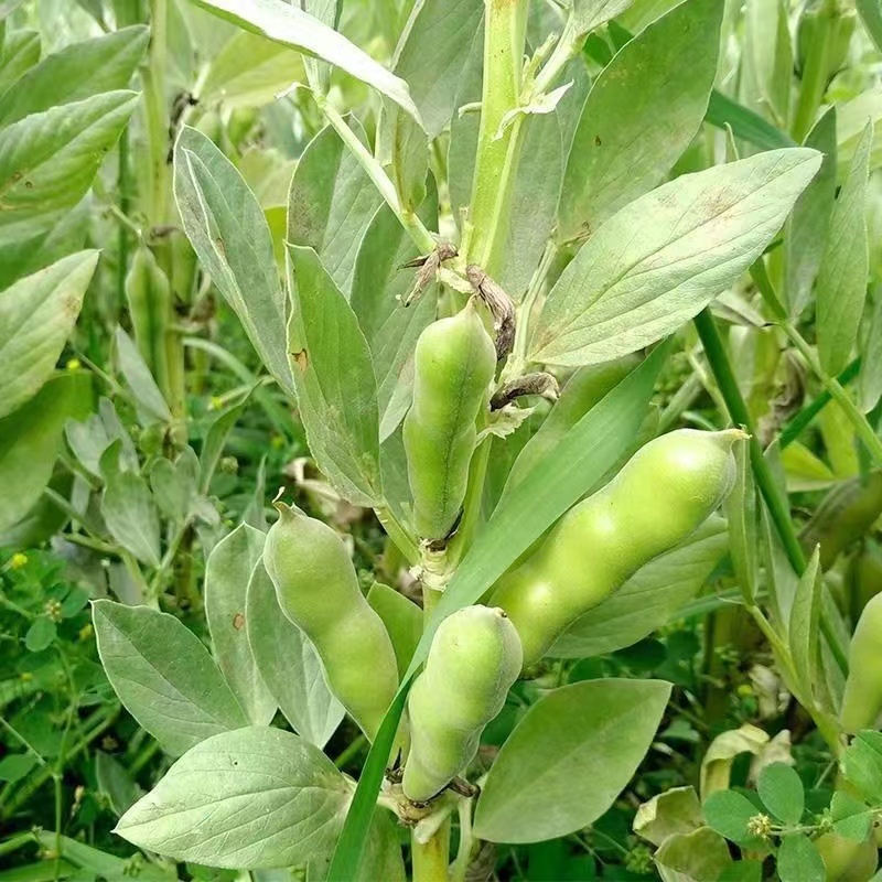 胡豆蚕豆绿皮蚕豆绿心蚕豆白皮蚕豆胡豆大量上市，产地直供