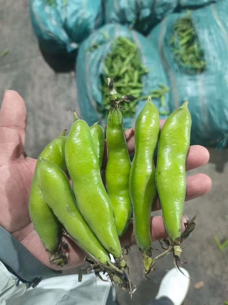 胡豆蚕豆绿皮蚕豆绿心蚕豆白皮蚕豆胡豆大量上市，产地直供