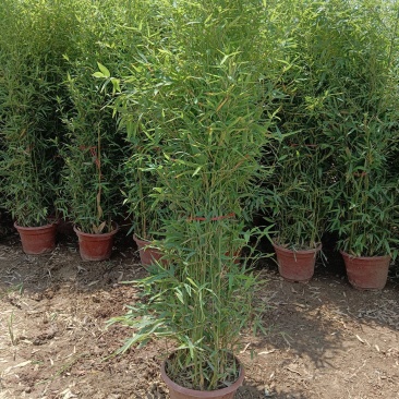 盆栽罗汉竹，适合夏季种植，绿化工程，家大院，道路，小区