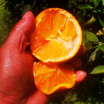 新鲜现摘薄皮夏橙，脐橙纯甜化渣电商一件代发