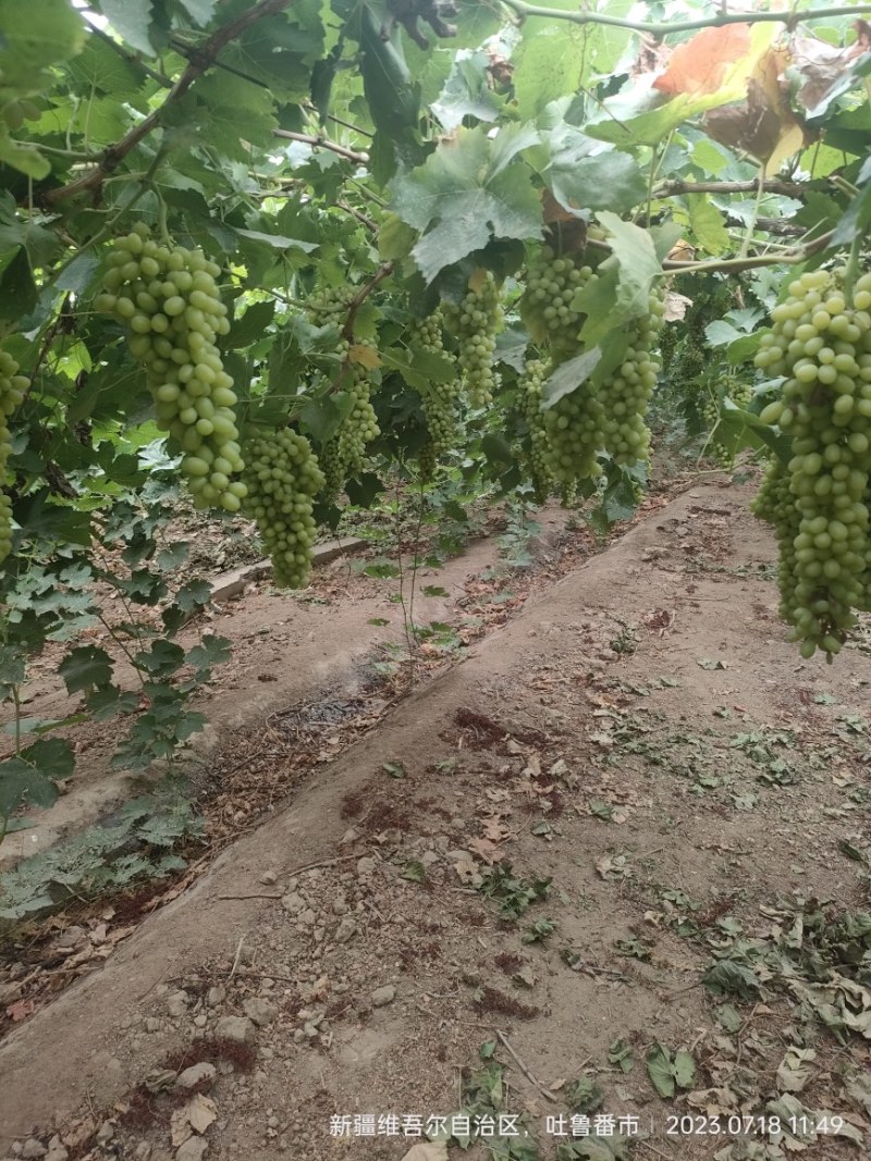 吐鲁番无核白葡萄