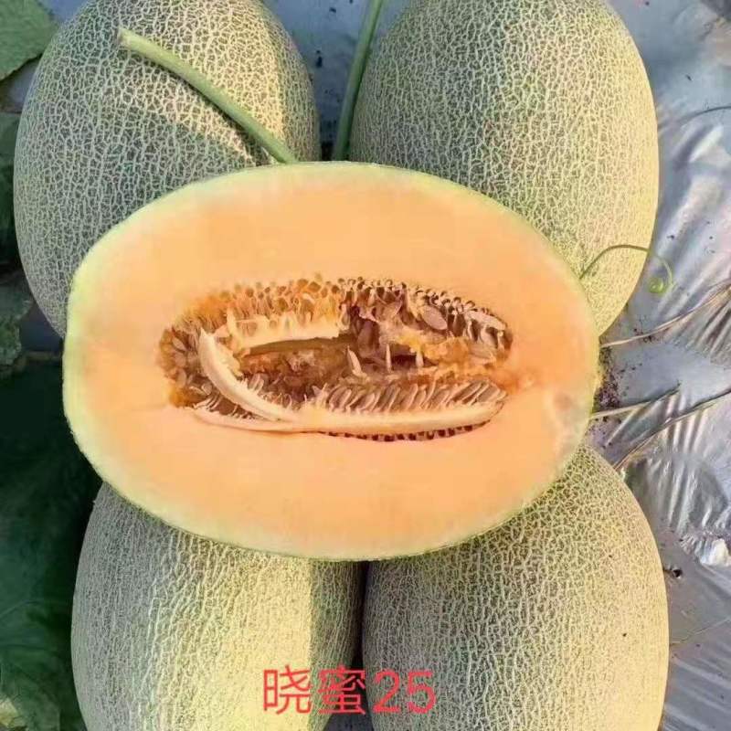 头茬小蜜25大量上市对接电商平台商超市场加工厂价格低，