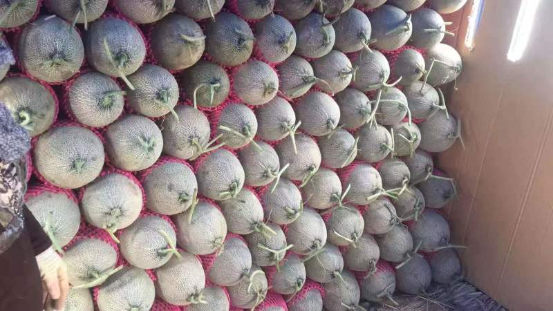 头茬小蜜25大量上市对接电商平台商超市场加工厂价格低，