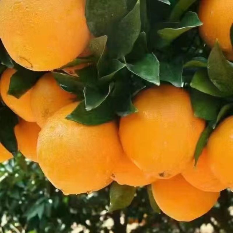 新鲜现摘薄皮夏橙，脐橙纯甜化渣电商一件代发