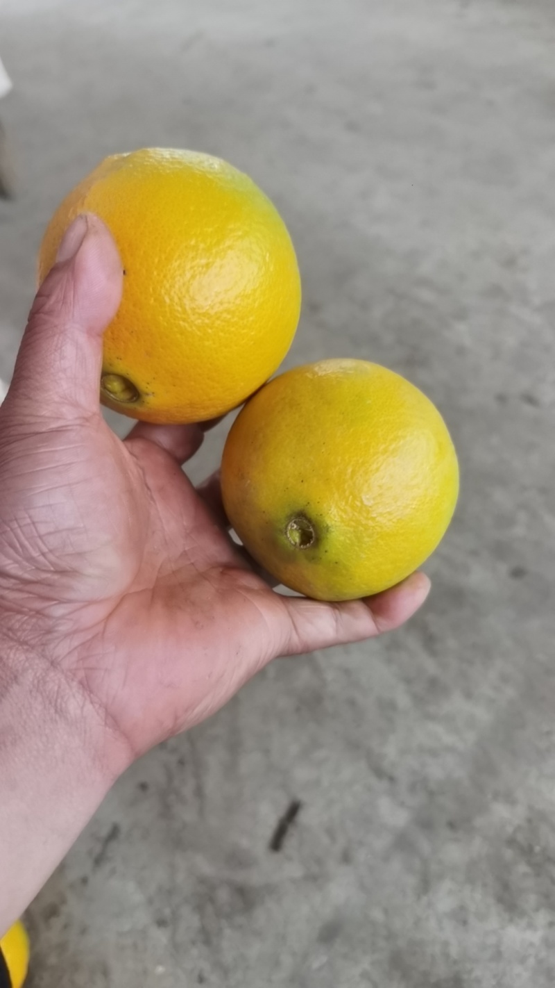 新鲜现摘薄皮夏橙，脐橙纯甜化渣电商一件代发