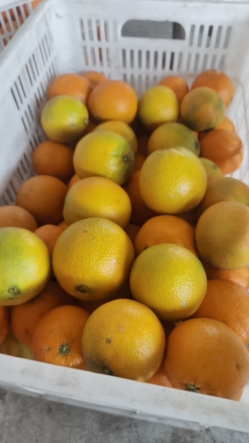 新鲜现摘薄皮夏橙，脐橙纯甜化渣电商一件代发