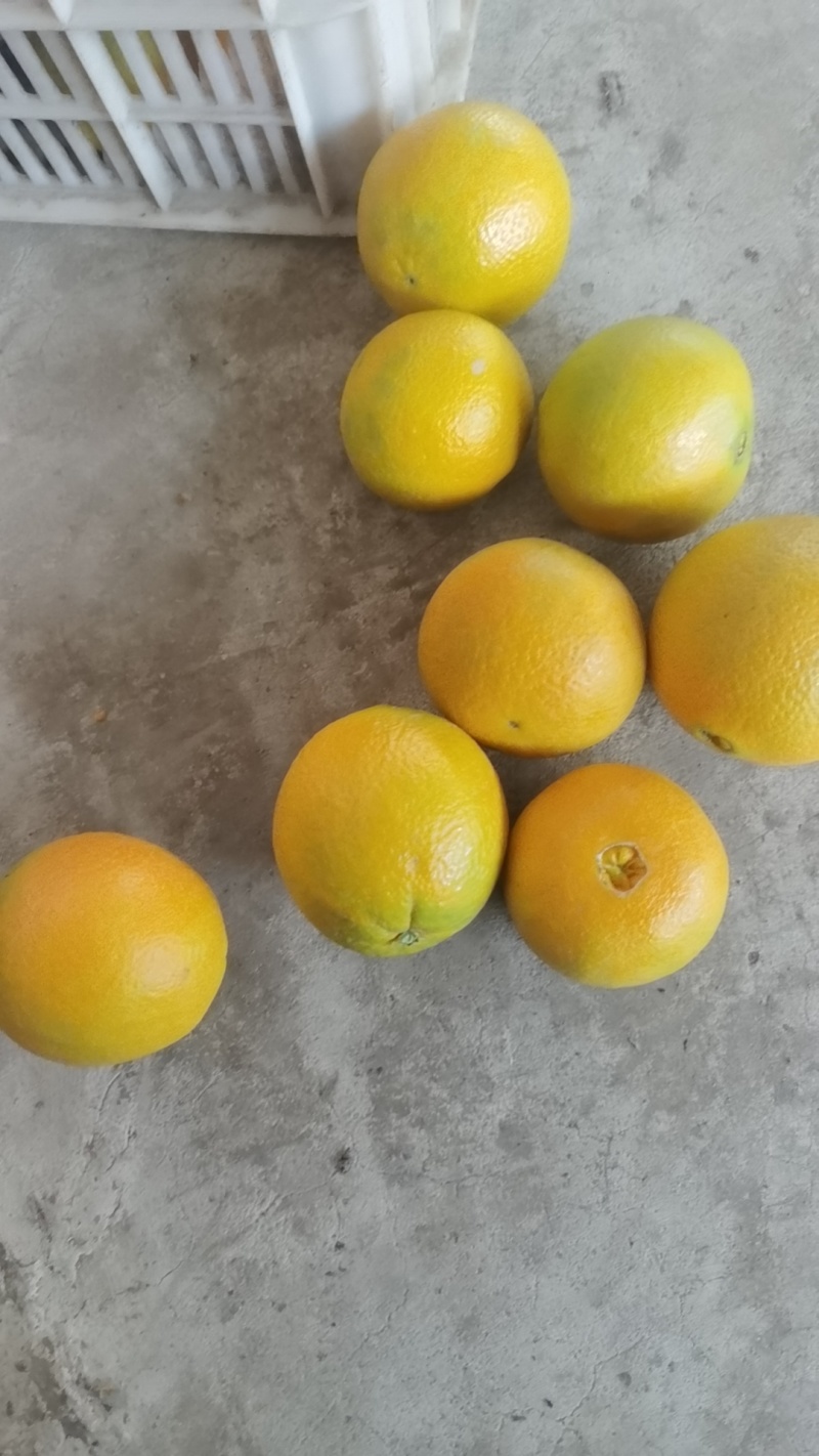 新鲜现摘薄皮夏橙，脐橙纯甜化渣电商一件代发