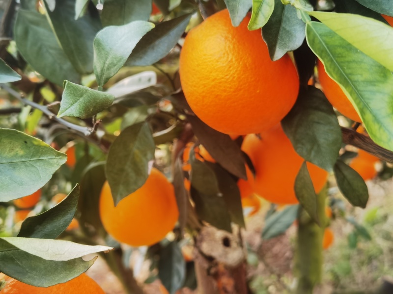 新鲜现摘薄皮夏橙，脐橙纯甜化渣电商一件代发
