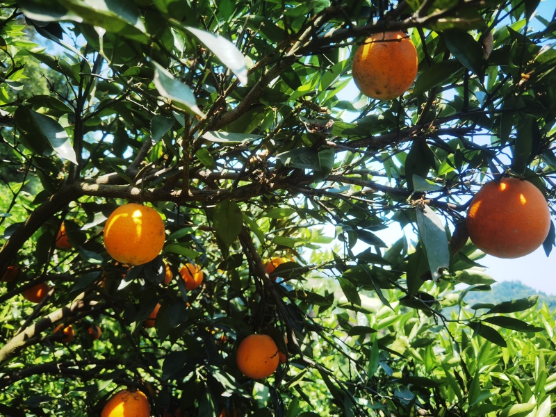 新鲜现摘薄皮夏橙，脐橙纯甜化渣电商一件代发