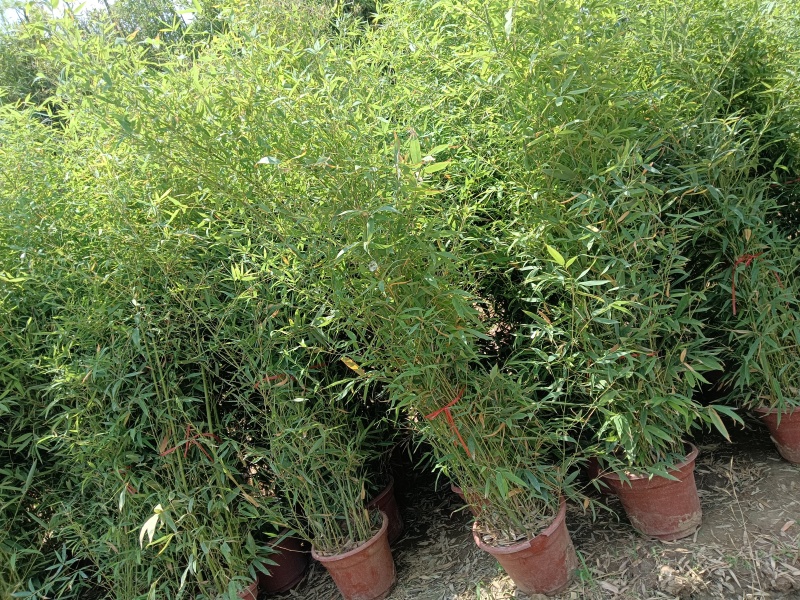 盆栽罗汉竹，适合夏季种植，绿化工程，家大院，道路，小区