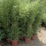 盆栽罗汉竹，适合夏季种植，绿化工程，家大院，道路，小区