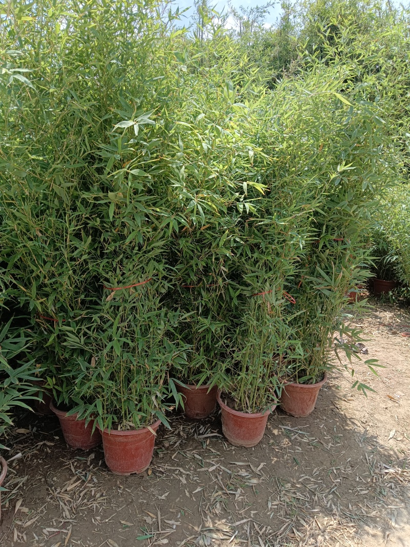 盆栽罗汉竹，适合夏季种植，绿化工程，家大院，道路，小区
