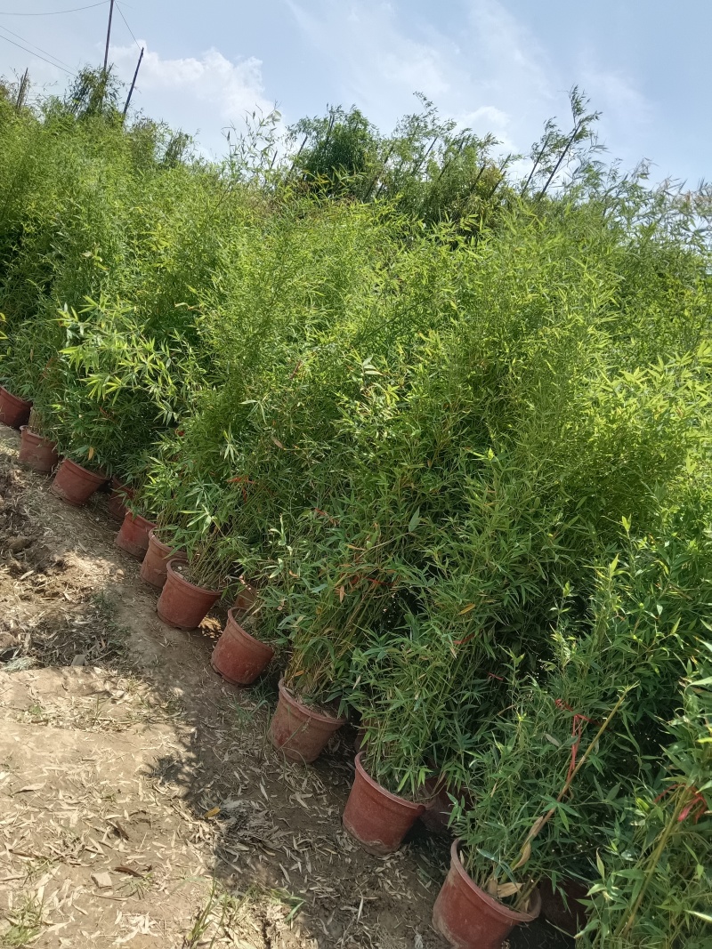 盆栽罗汉竹，适合夏季种植，绿化工程，家大院，道路，小区