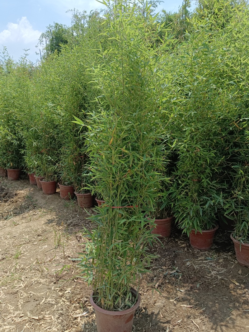 盆栽罗汉竹，适合夏季种植，绿化工程，家大院，道路，小区