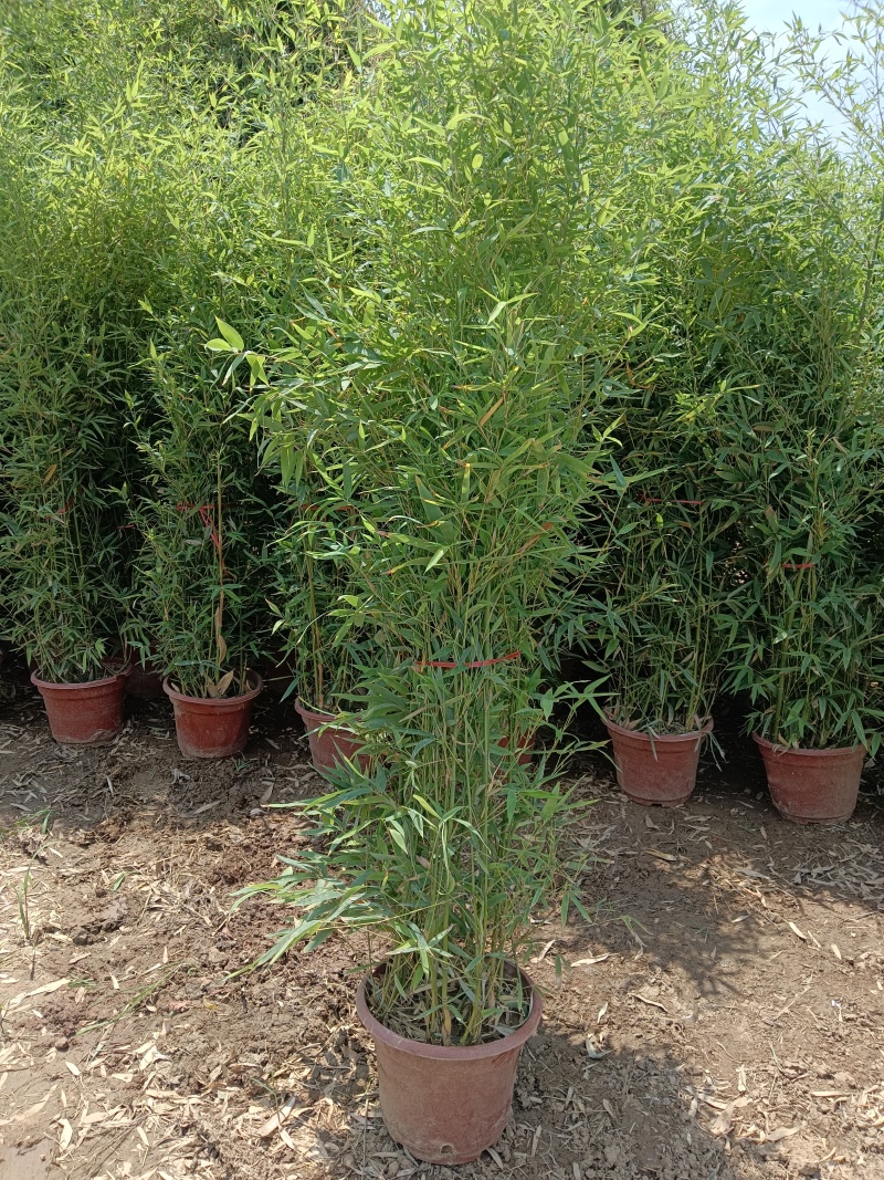 盆栽罗汉竹，适合夏季种植，绿化工程，家大院，道路，小区