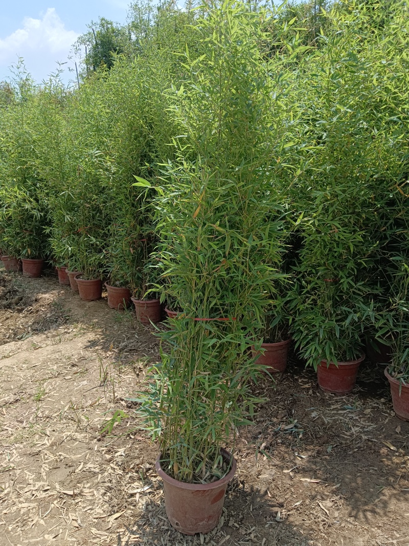 盆栽罗汉竹，适合夏季种植，绿化工程，家大院，道路，小区