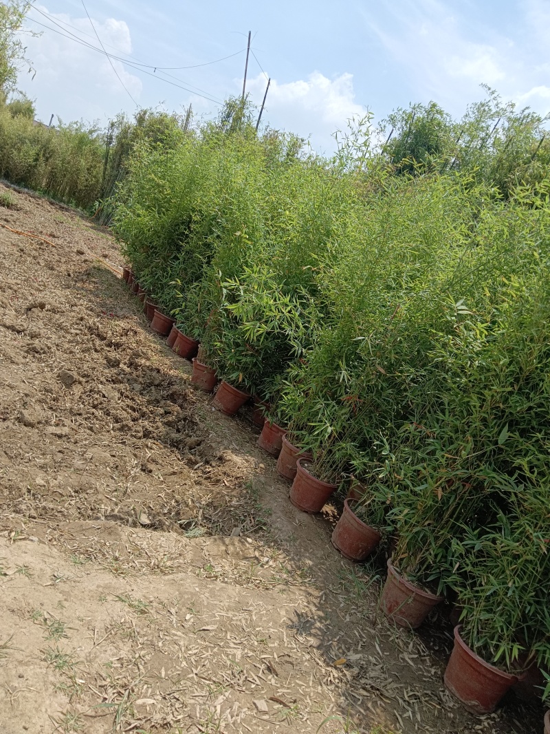 盆栽罗汉竹，适合夏季种植，绿化工程，家大院，道路，小区