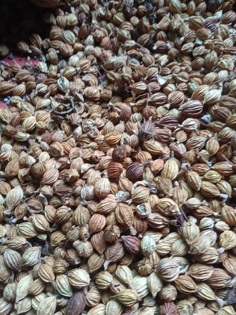 砂仁，香砂仁，香仁