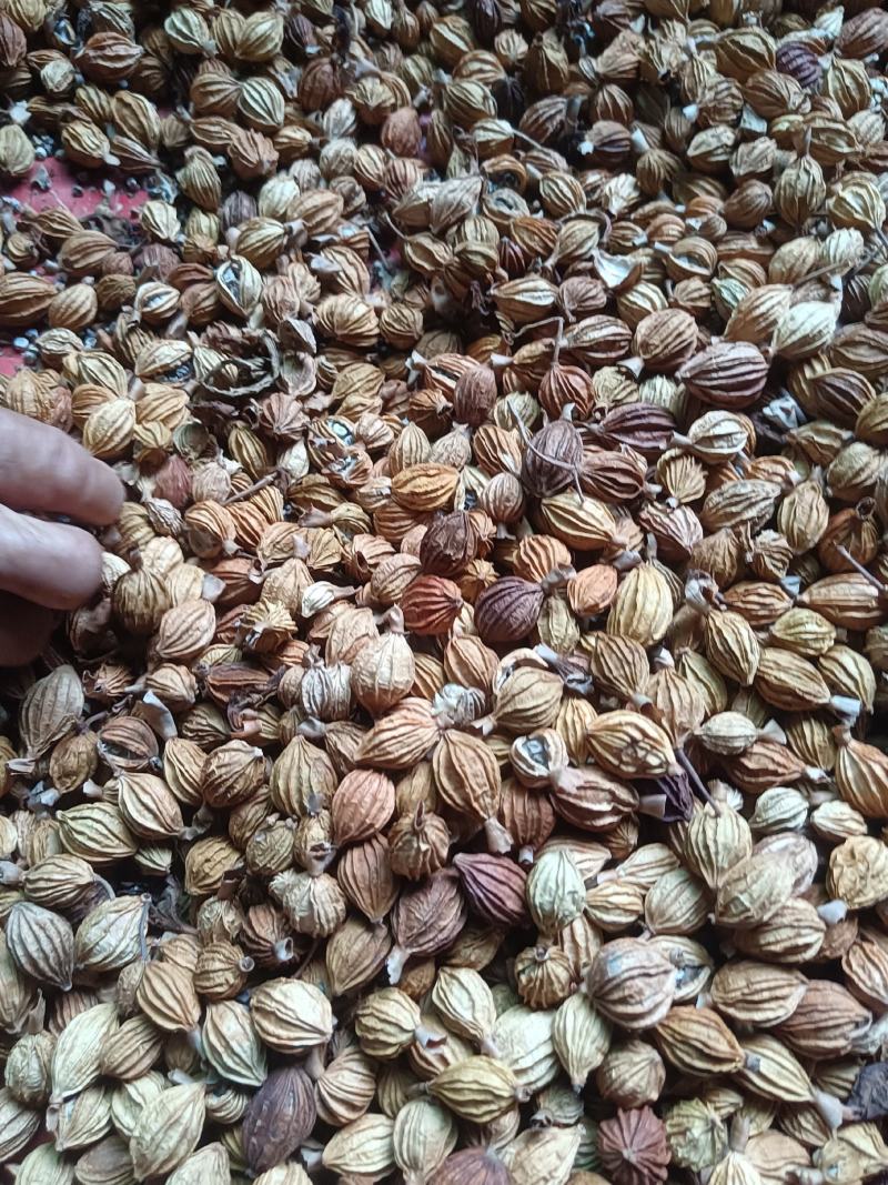 砂仁，香砂仁，香仁