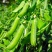豌豆长寿仁豌豆，水果豌豆甜脆豌豆基地直供一件代发欢迎咨询