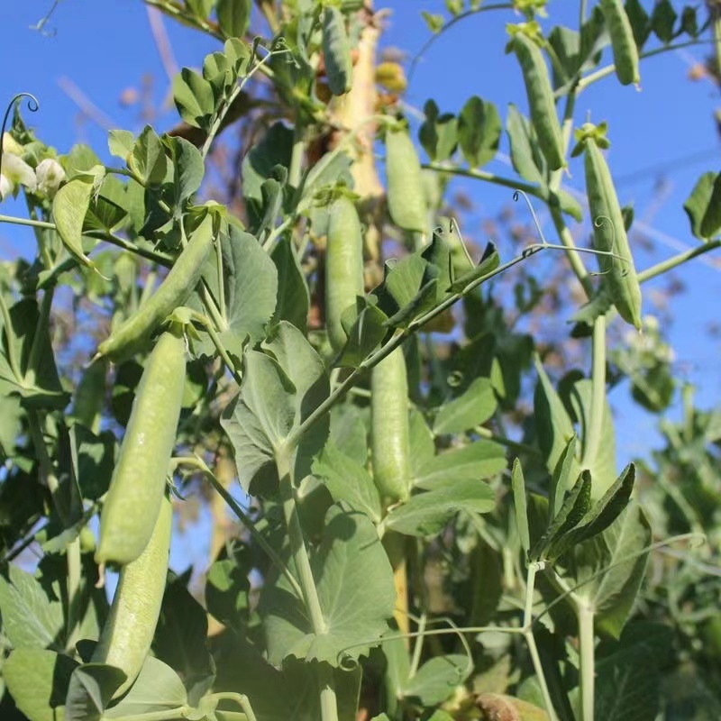豌豆长寿仁豌豆，水果豌豆甜脆豌豆基地直供一件代发欢迎咨询