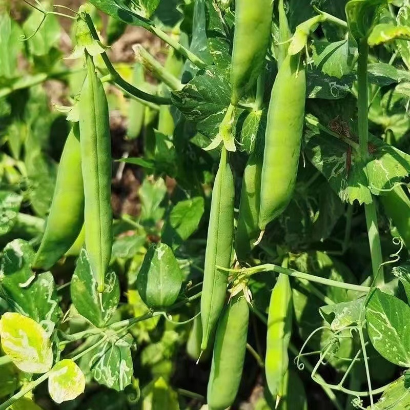 豌豆长寿仁豌豆，水果豌豆甜脆豌豆基地直供一件代发欢迎咨询