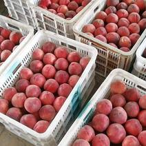 河北省邯郸市曲周县万亩桃子基地。罐头春雪桃。有各种加工厂