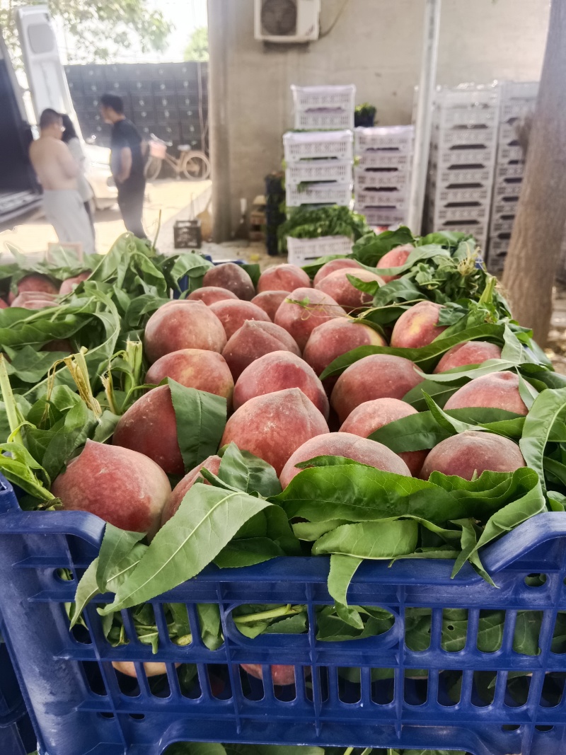 河北省邯郸市曲周县万亩桃子基地。罐头春雪桃。有各种加工厂