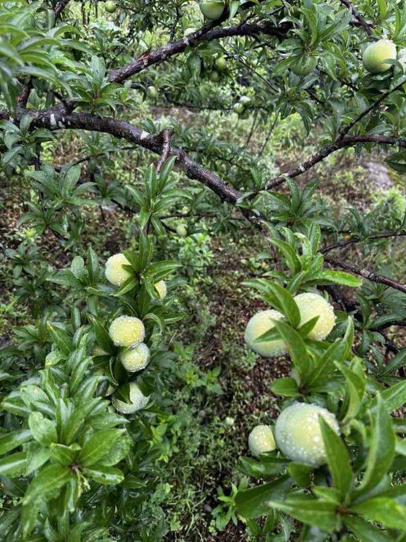 贵州安顺六马蜂糖李，产地一手货源充足质量保证，视频看货