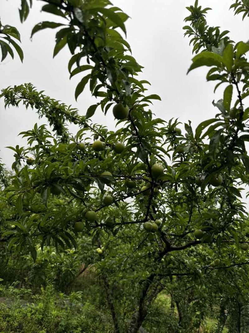 贵州安顺六马蜂糖李，产地一手货源充足质量保证，视频看货
