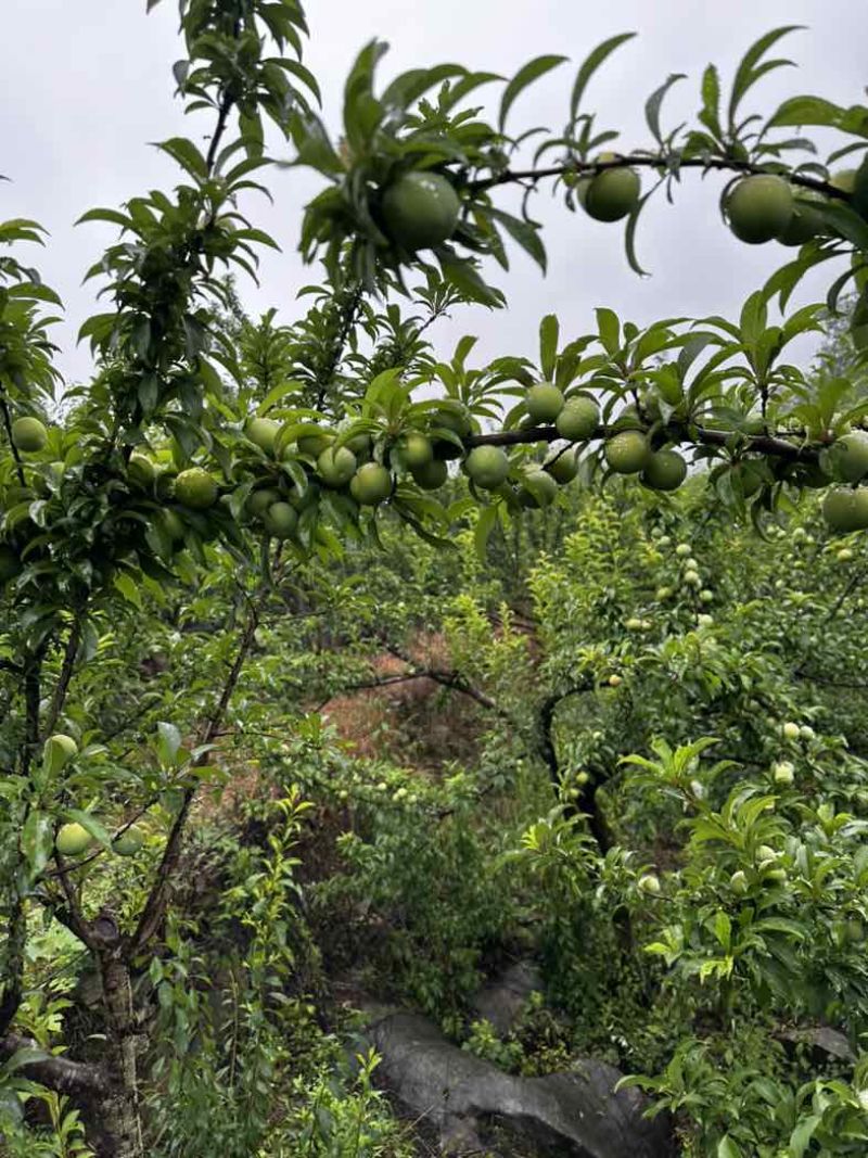 贵州安顺六马蜂糖李，产地一手货源充足质量保证，视频看货