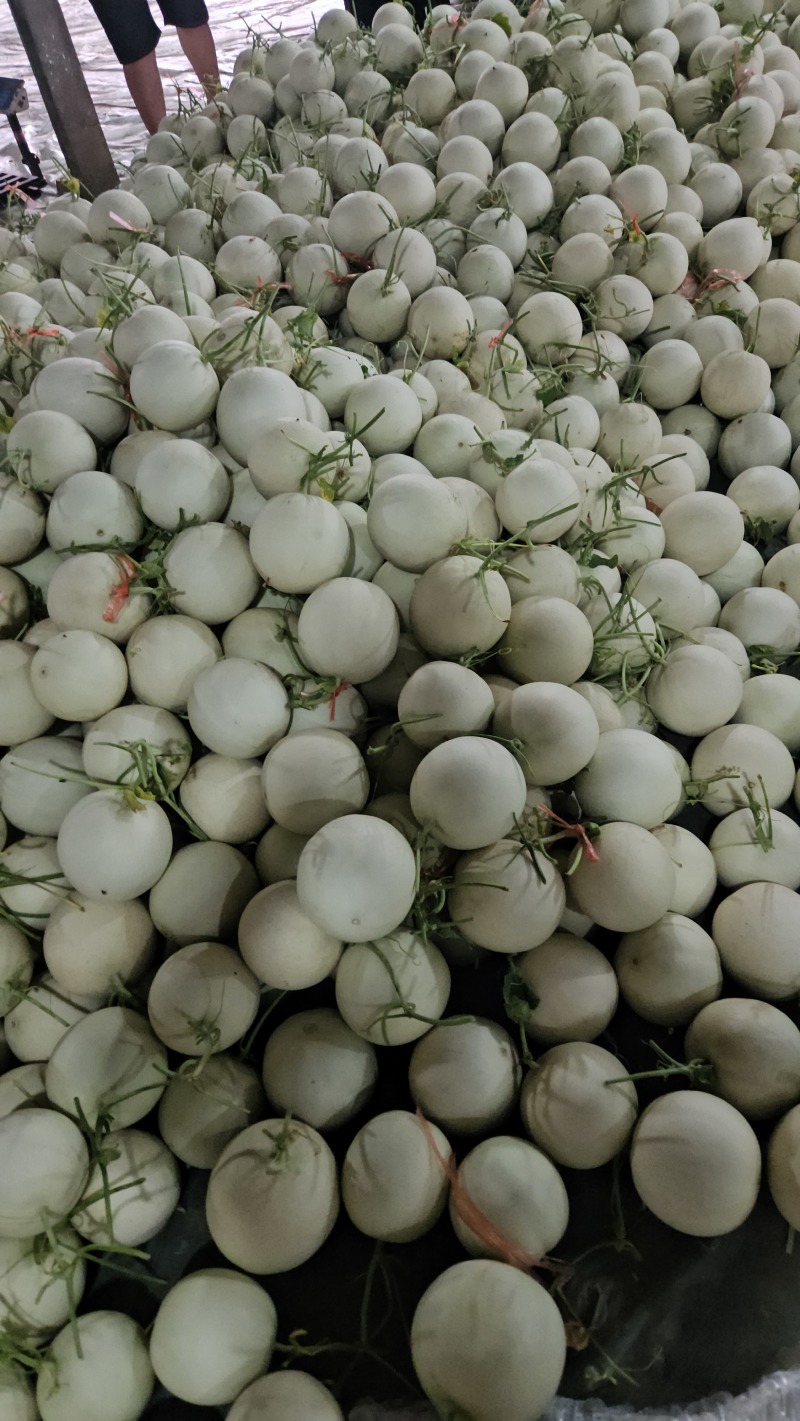 山东玉菇甜瓜