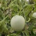 山东玉菇甜瓜
