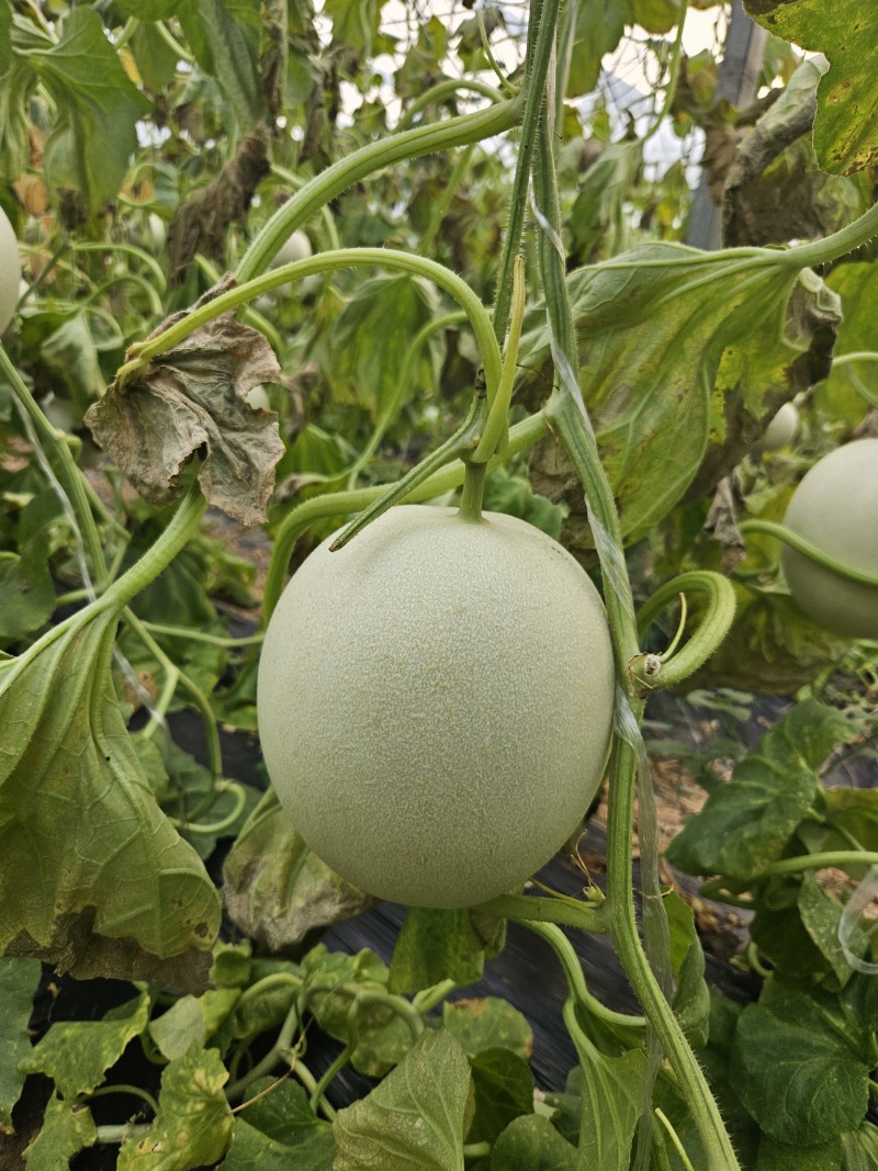 山东玉菇甜瓜