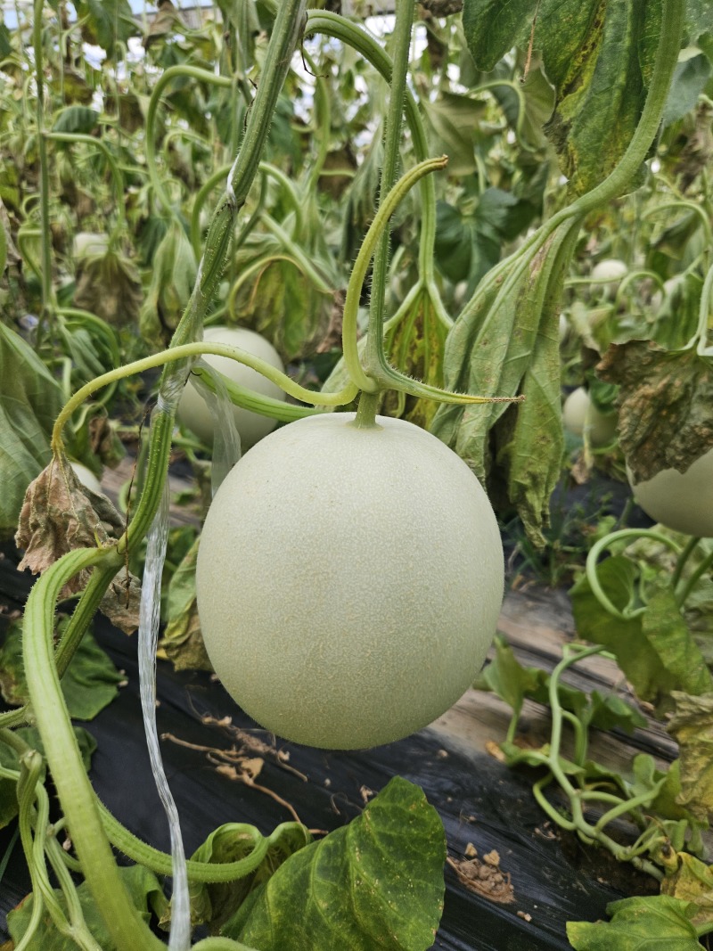 山东玉菇甜瓜
