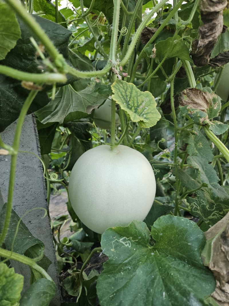 山东玉菇甜瓜