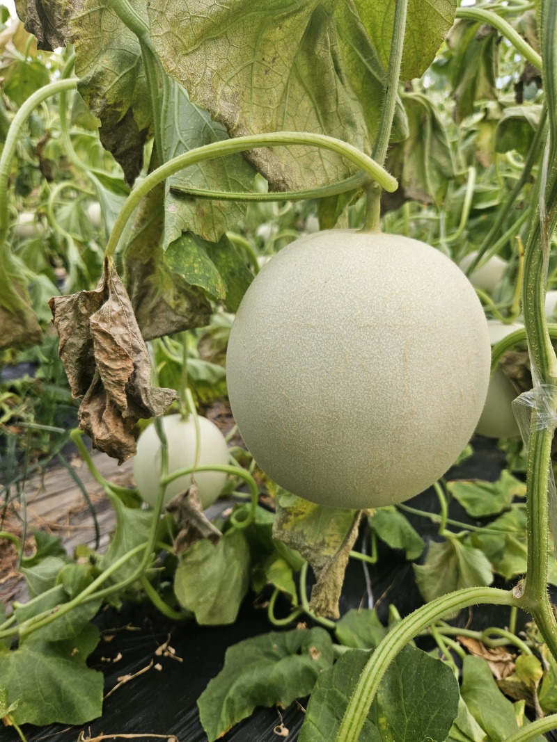 山东玉菇甜瓜