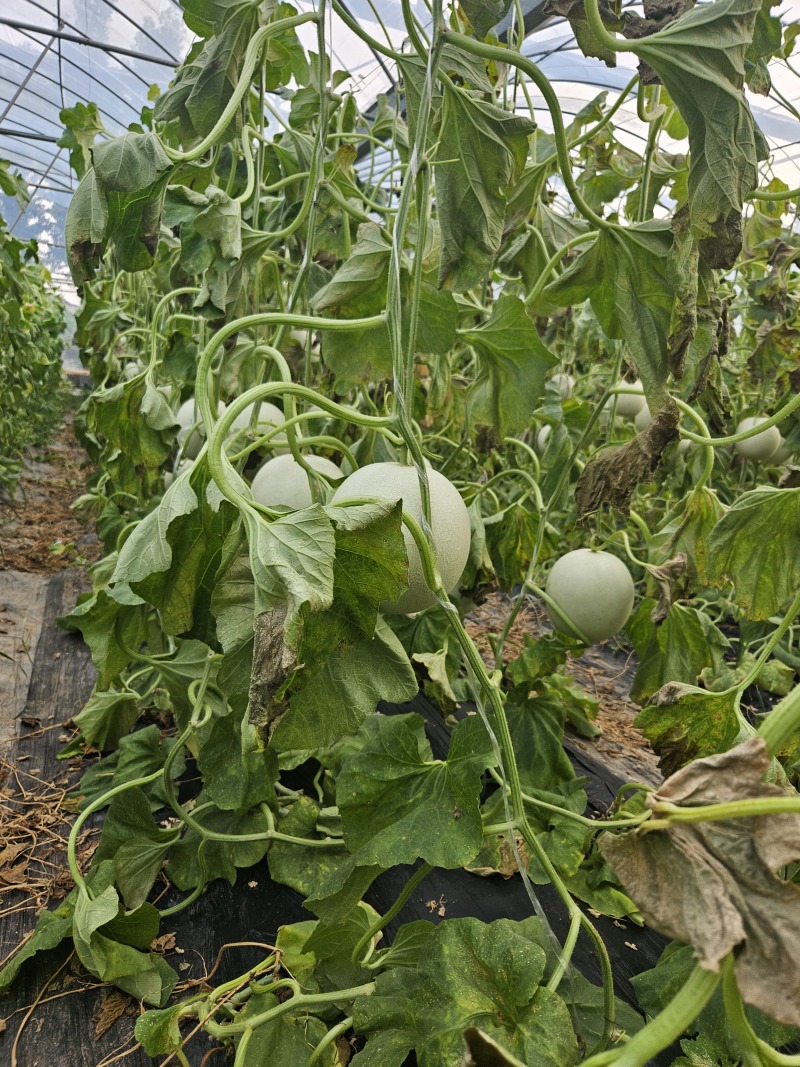 山东玉菇甜瓜