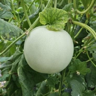 山东玉菇甜瓜