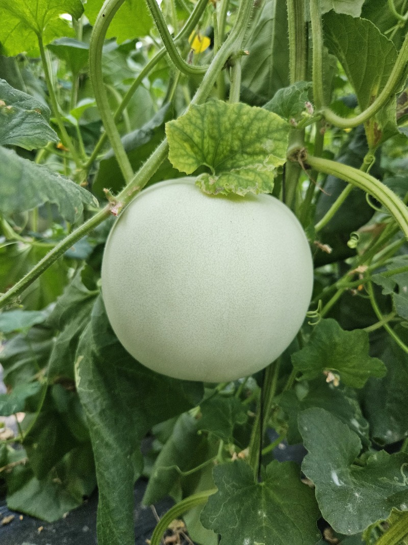 山东玉菇甜瓜