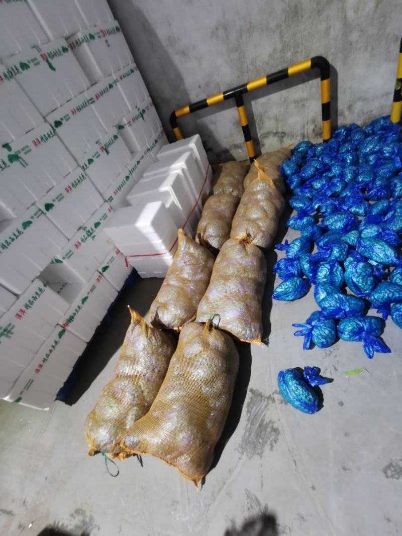 甘肃蚕豆新鲜蚕豆角，大量上市，供应全国，欢迎咨询