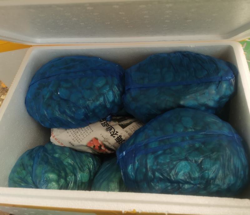 甘肃蚕豆新鲜蚕豆角，大量上市，供应全国，欢迎咨询