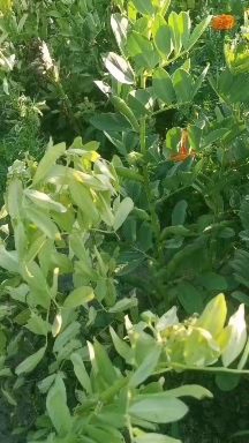 甘肃精品蚕豆角