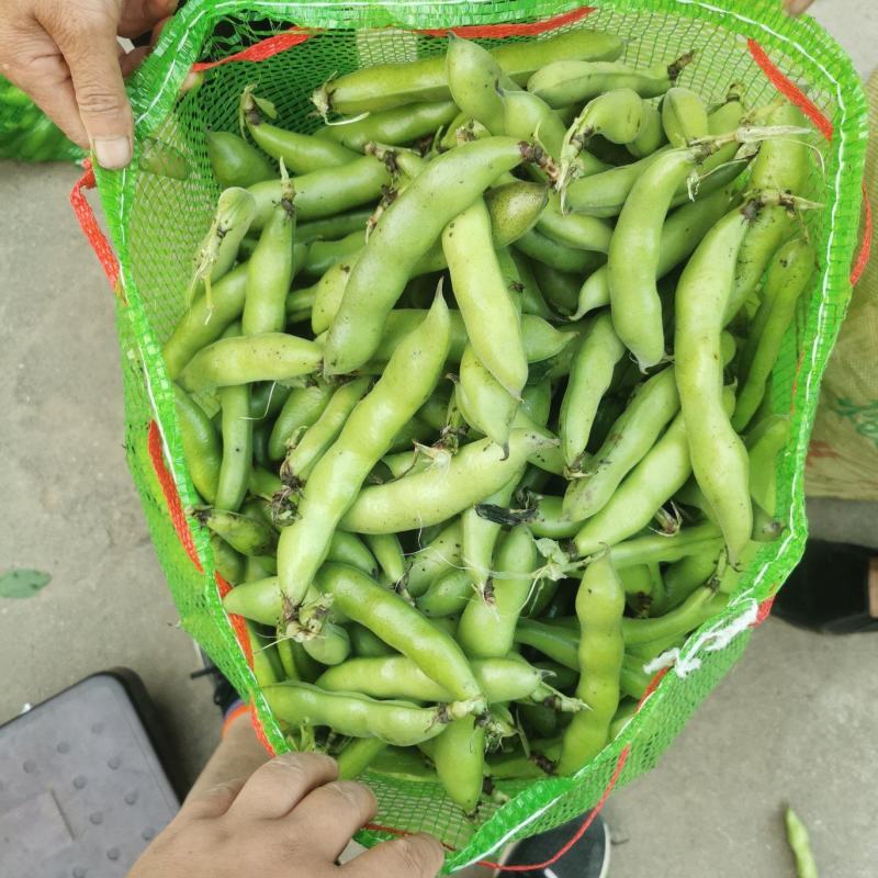 甘肃精品蚕豆角