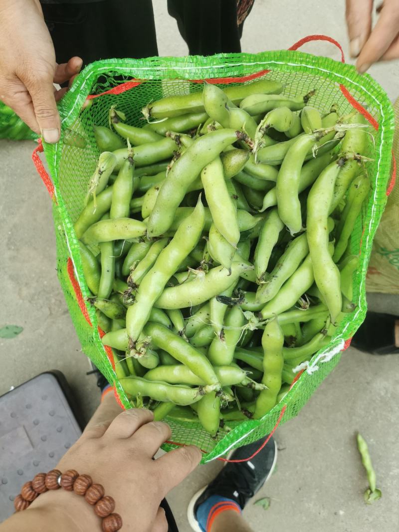 甘肃精品蚕豆角