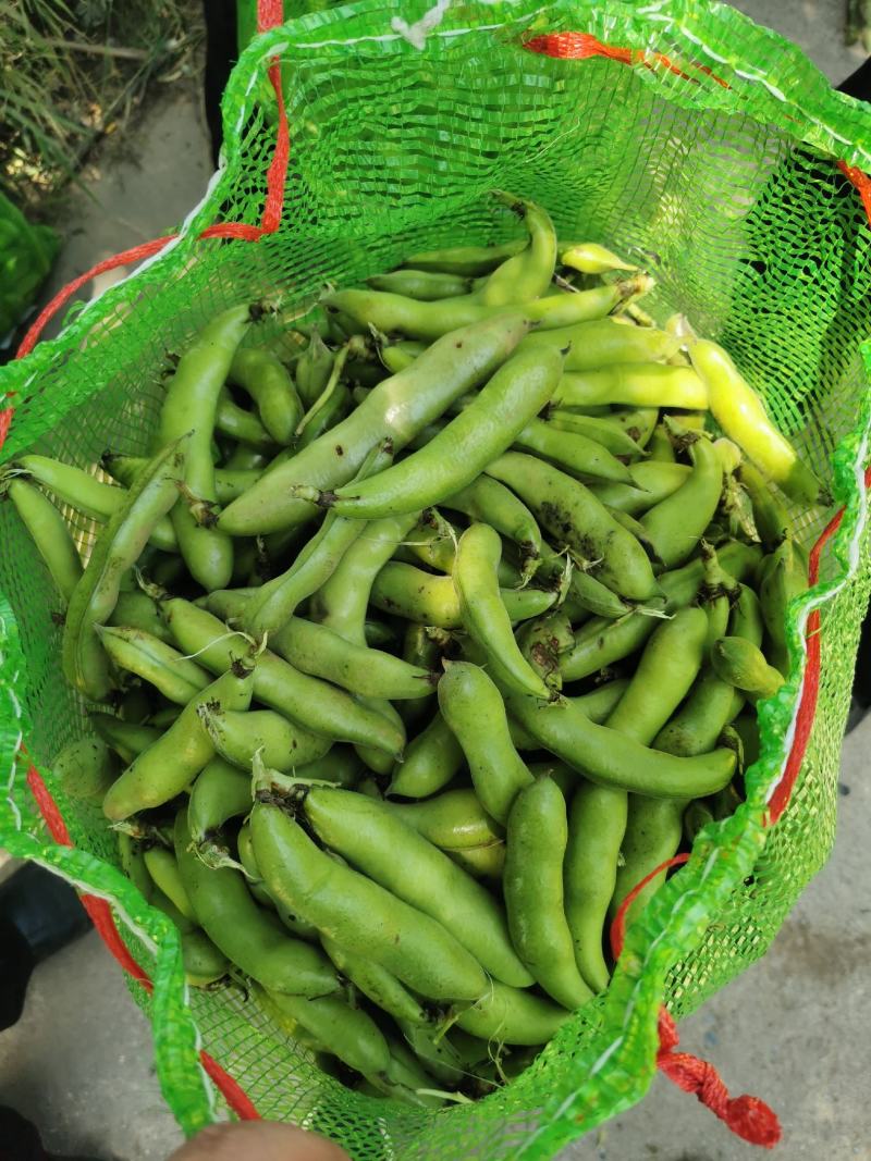 甘肃精品蚕豆角