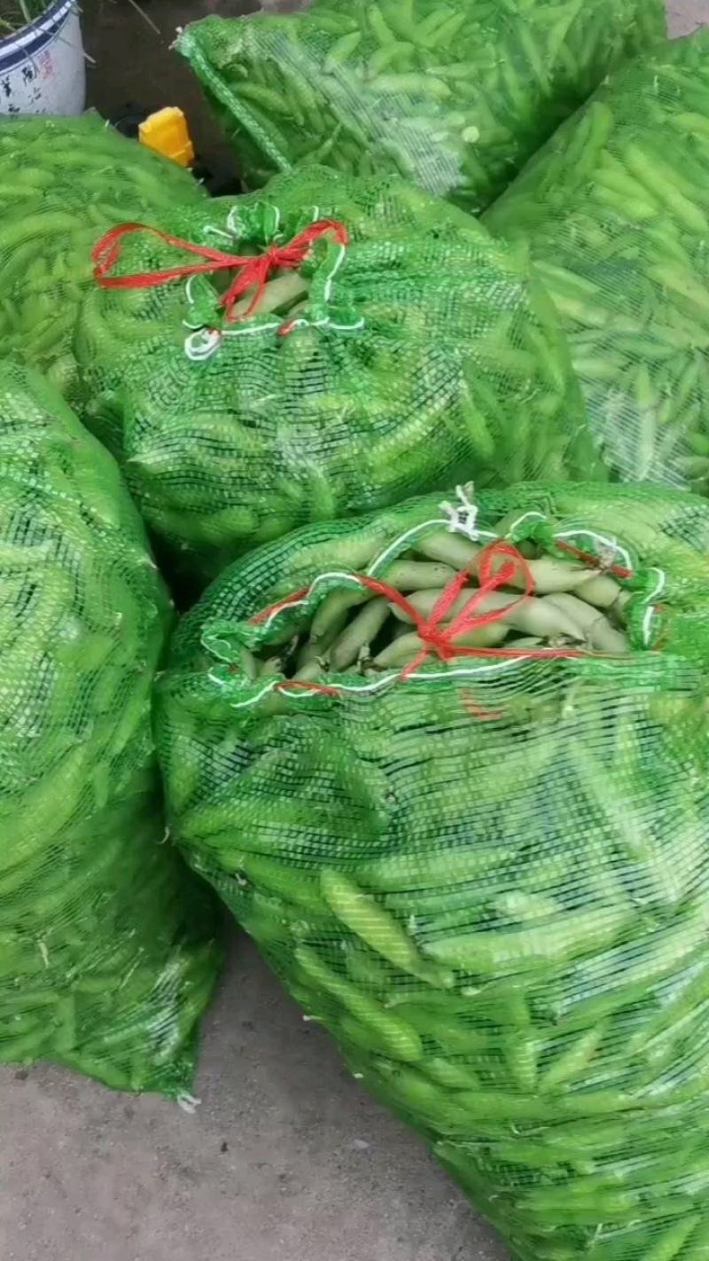 甘肃精品蚕豆角