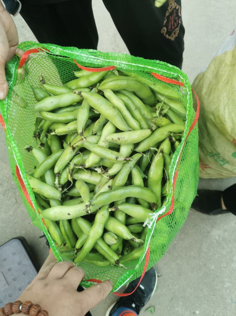 甘肃精品蚕豆角